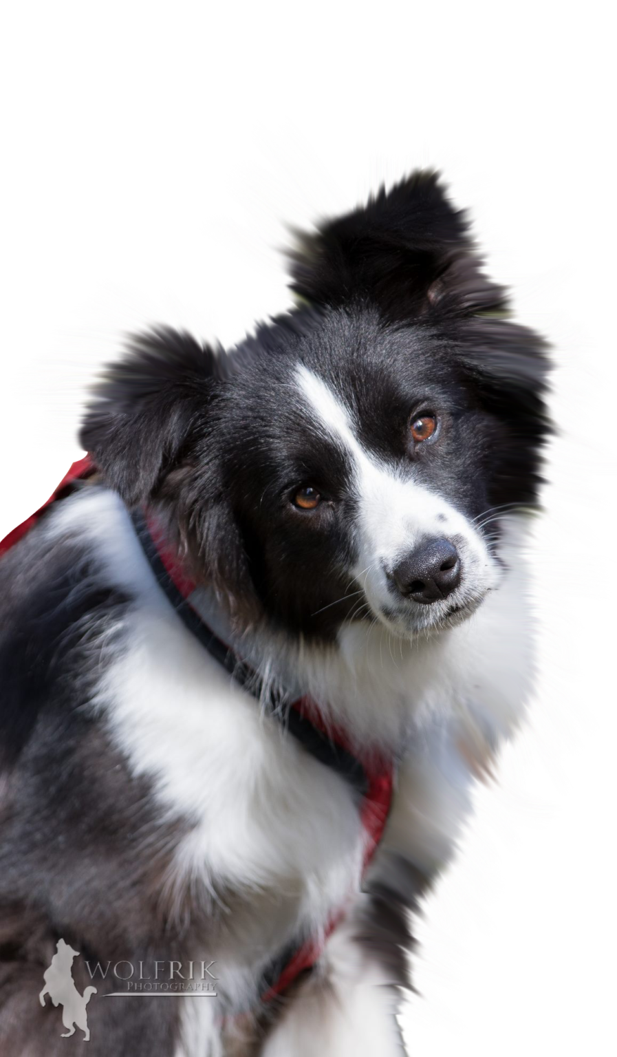 ASSA Australian Sleddog Sports Association